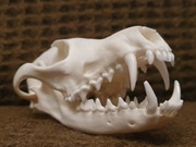 Weterynaria- naturalna czaszka lisa rudego 