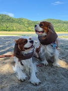 SNOOD siatkowy Hug me  Cavalier Spaniel brązowa czapka