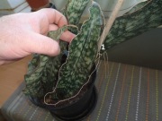 Sansevieria hybryda guro x kvp