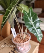 ALOCASIA / ALOKAZJA AMAZONICA 'POLLY'