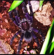 Dorosły samiec pamphobeteus sp.tigris 