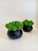 Donica betonowa z mchem chrobotkiem. Mech fiński. Prezent. Dekoracje domu. 