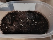 Skoczogonki - hodowla 500 ml