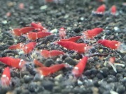 Krewetki Caridina - Super Crystal Red - Santa Claus