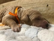 Pies Rasowy Aussiedoodle/Labradoodle