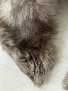 Etola , szal, kołnierz z lisa naturalnego