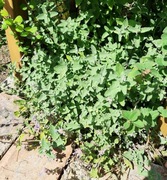 Kocimiętka odstrasza komary