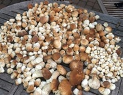 Borowik świeży 1kg  WYSYŁAM - niedostępne :(