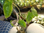 philodendron burble marx variegata regres