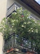 Oleander krzew 180-220cm