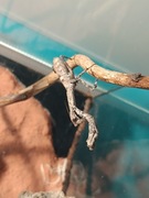 Modliszka Popa spurca L3