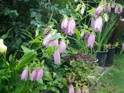 Campanula Takesimana dzwonek koreański wspan.200 n