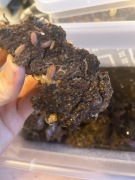 Sprzedam całą hodowlę isopodow prosionkow