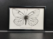Obraz, rysunek, motyl Aporia Crataegi