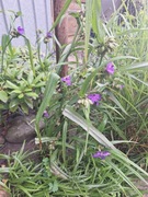 Sprzedam zestaw bylin.