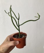 Euphorbia leucodendron