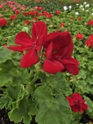 Pelargonia zonale- stojąca , Dark Red