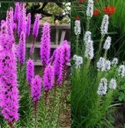 Liatra kłosowa (Liatris spicata) mix 20n
