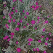 Firletka omszona różowa ( będą kwitły w tym roku)  10 szt