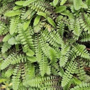 Kotula nowozelandzka / Leptinella squalida