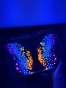 Oświetlenie solarne latający motyl led solar różowo niebieski  