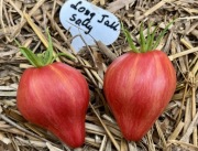 Pomidor Long Tall Sallly nasiona kolekcjonerskie