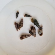 Ślimaki Świderki 20 szt. OKAZJA WARSZAWA!!