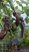 CHOCOLATE BANANA nasiona Papryka Kolekcjonerska