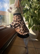 Ubranko dla psa - rozmiar S