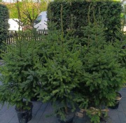 Świerk serbski Picea Omorika 