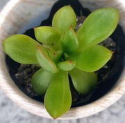 Echeveria Agavoides Monstruosa, potworna eszeweria, Gratis! 278