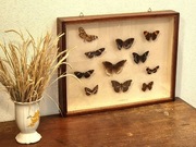 gablotka przedwojenna z motylami, stara, mahoń, witryna