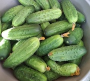 Ogórki gruntowe razem z koprem,chrzanem,czosnkiem ...3kg!