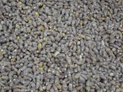 Kokony pszczoły murarki ogrodowej 