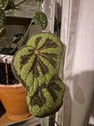 Sadzonka Begonii Masoniana Rock 