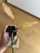 Philodendron Caramel Marble