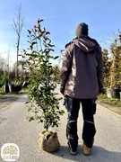 Photinia fraseri Red Robin, głogownik, wys. 100-125, 125-150cm, bryła