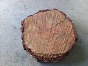 Plaster drewna sosna 33 cm