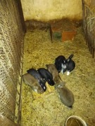 Króliki hodowlane mieszane młode