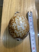 tabakiera kolekcjonerska muszla okuta w metal prawdziwa vintage