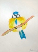 Obrazek akwarela ptak sikorka