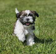 Szczeniaczki Shih Tzu czarne i czekoladowe