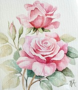 Akwarela, obraz, Róże