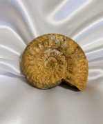 Amonity zestaw, skamieniałości wyprzedaż kolekcji, kelowej