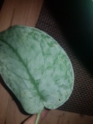 Scindapsus Silver Splash cięty