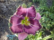 Liliowiec My Friend Phil