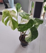 Monstera variegata