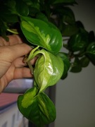 Epipremnum Global Green cięty szczyt