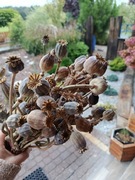 Susz makówka duże ilości 