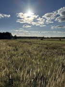 Działki budowlane Szczerców